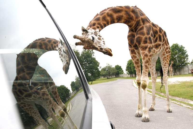 Afrykańskie safari wycieczka szkolna jednodniowa