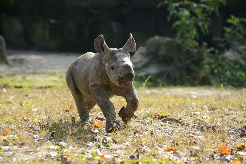 Afrykańskie safari wycieczka jednodniowa