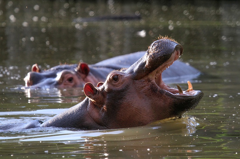 Afrykańskie safari wycieczka klasowa jednodniowa  