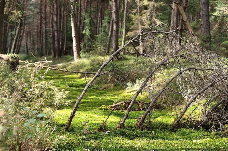 Lekcja przyrody w Stobrawskim Parku Krajobrazowym  - wycieczka klasowa 1 dniowa 